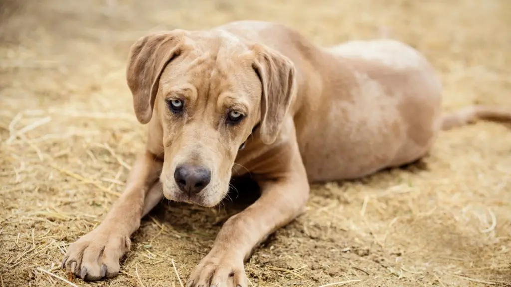 Catahoula