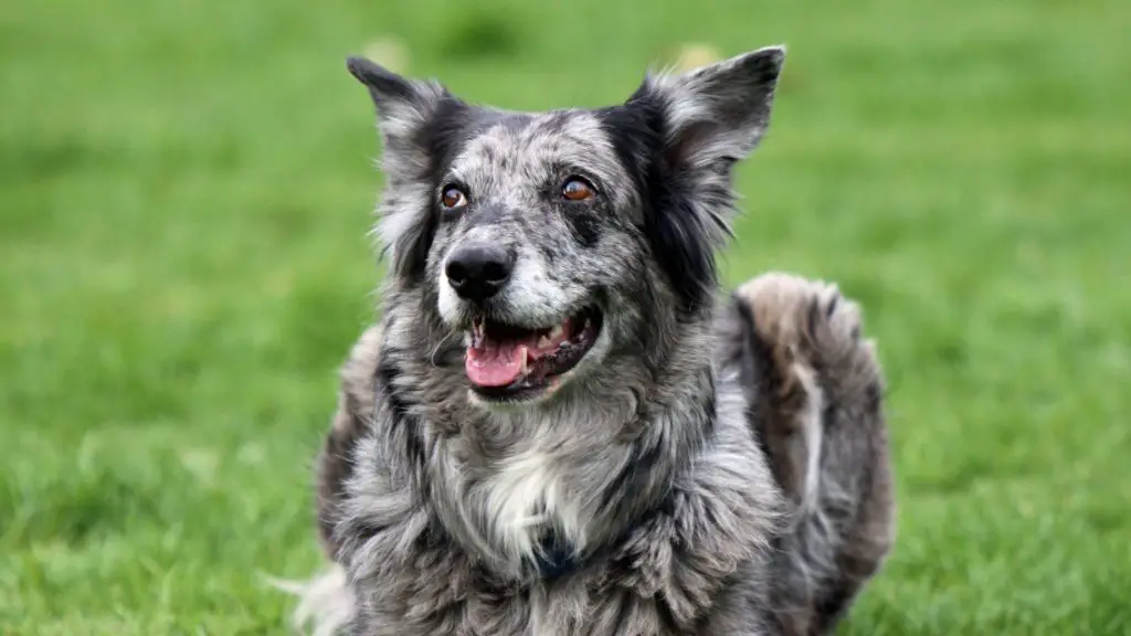 Catahoula Australian Shepherd Mix