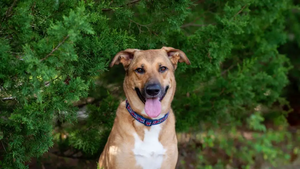 German Shepherd Mix