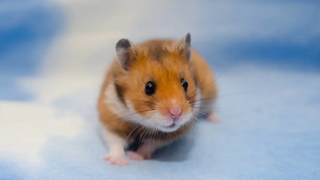 Hamsters at Risk