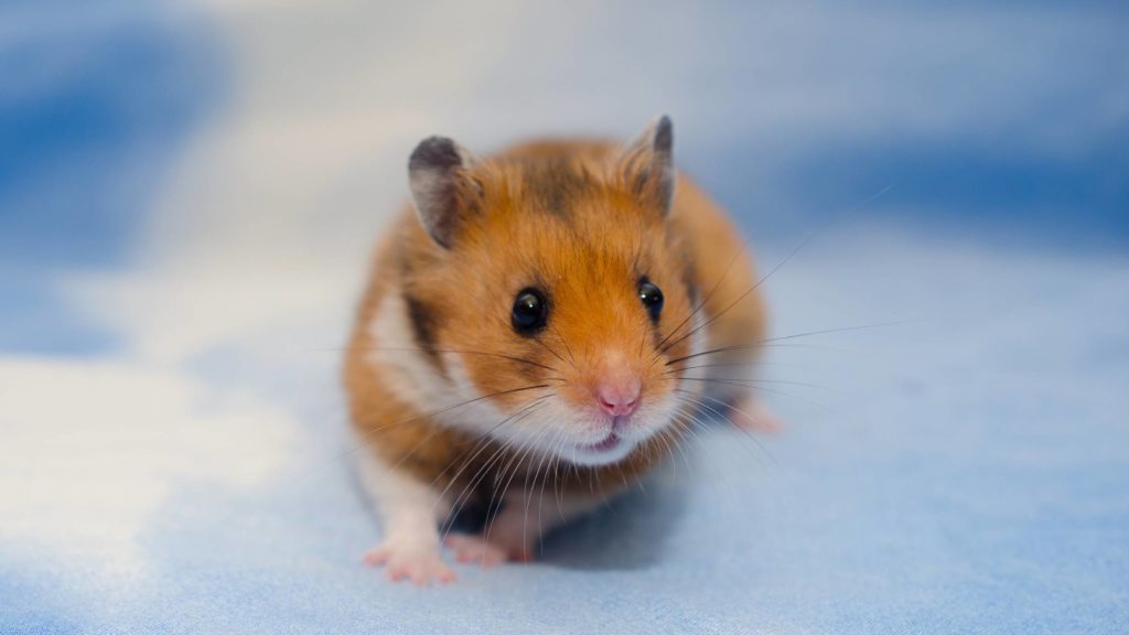 Hamsters at Risk