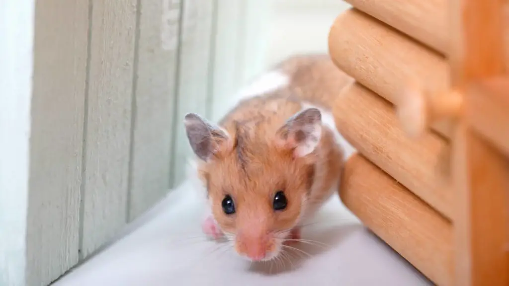 How can I create a warm, hamster hiding place in the cage?