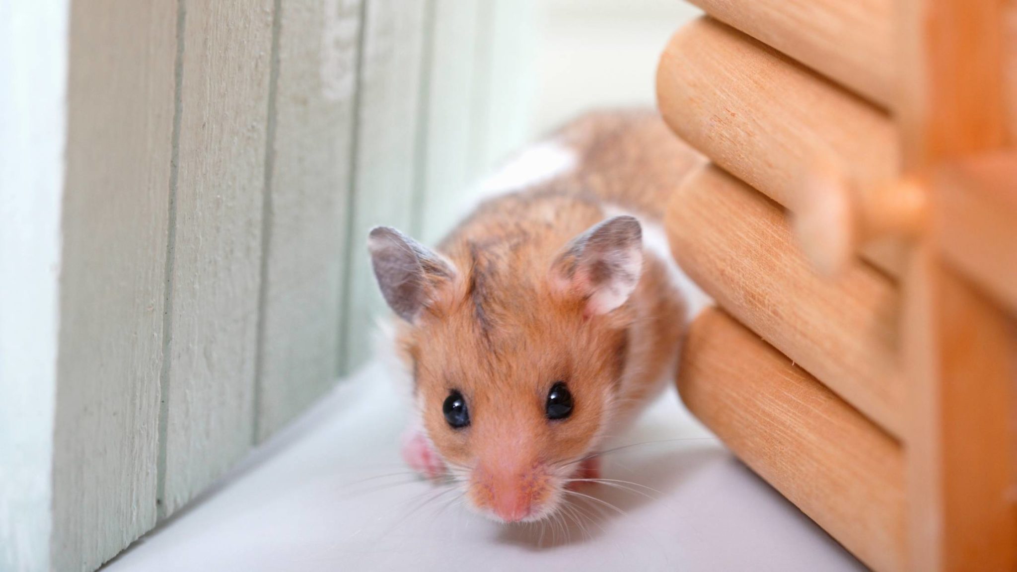 8 Things to Keep Hamster Warm in Winter