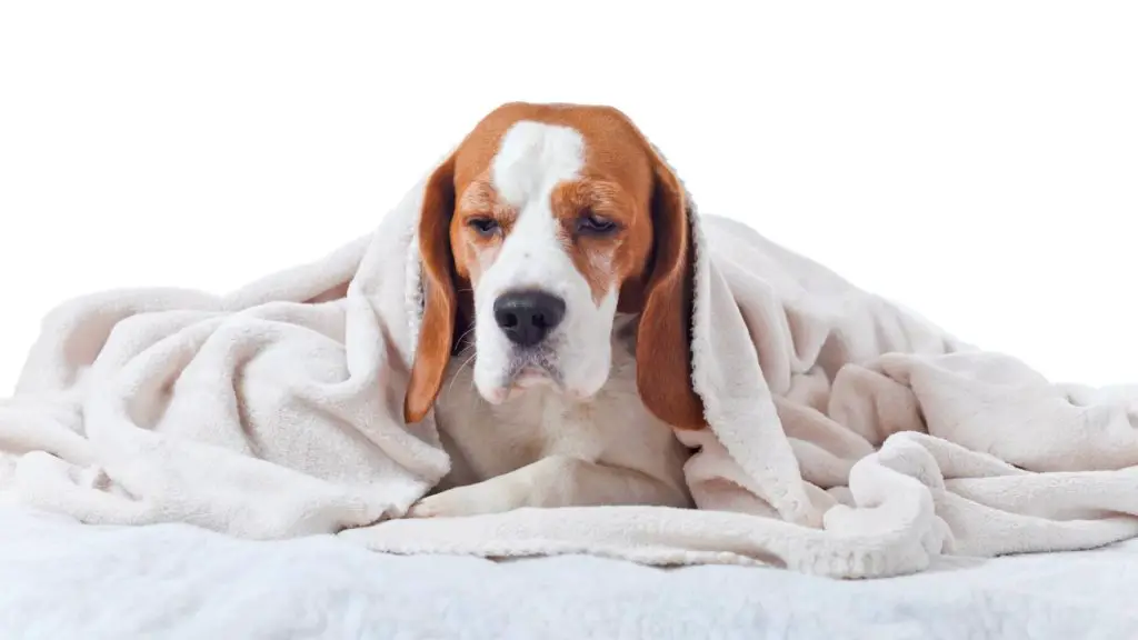 Kidney failure 3 Can Dogs Have Soy Sauce Kidney failure
