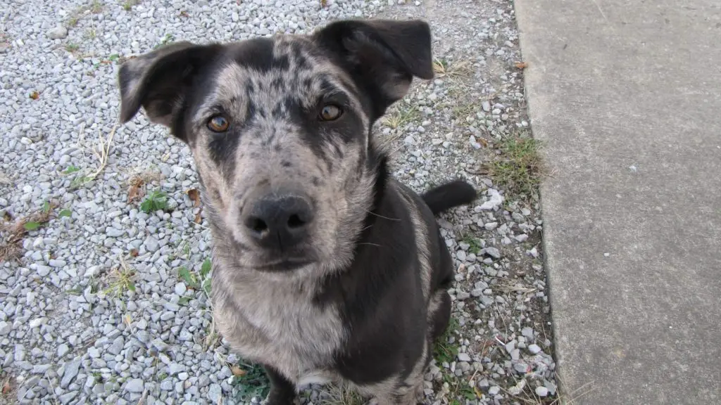 Labrador Retriever Catahoula Mix