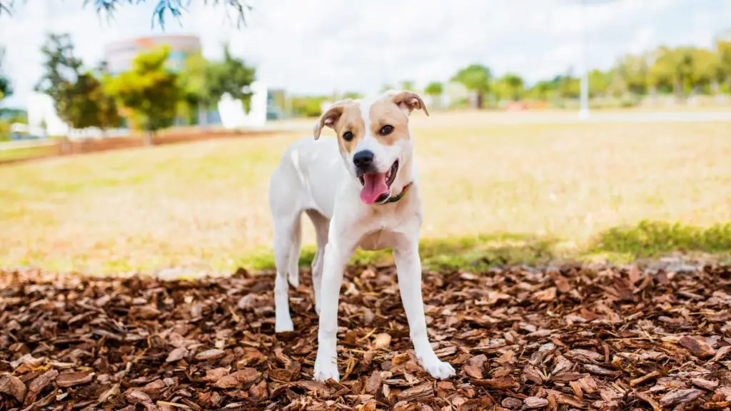 Pit Bull Terrier Mix