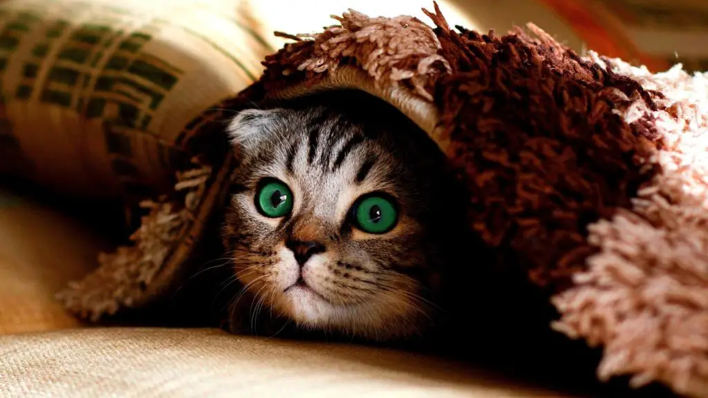 Should You Try to Stop Your Cat From Trilling 2 cat trilling Should You Try to Stop Your Cat From Trilling?