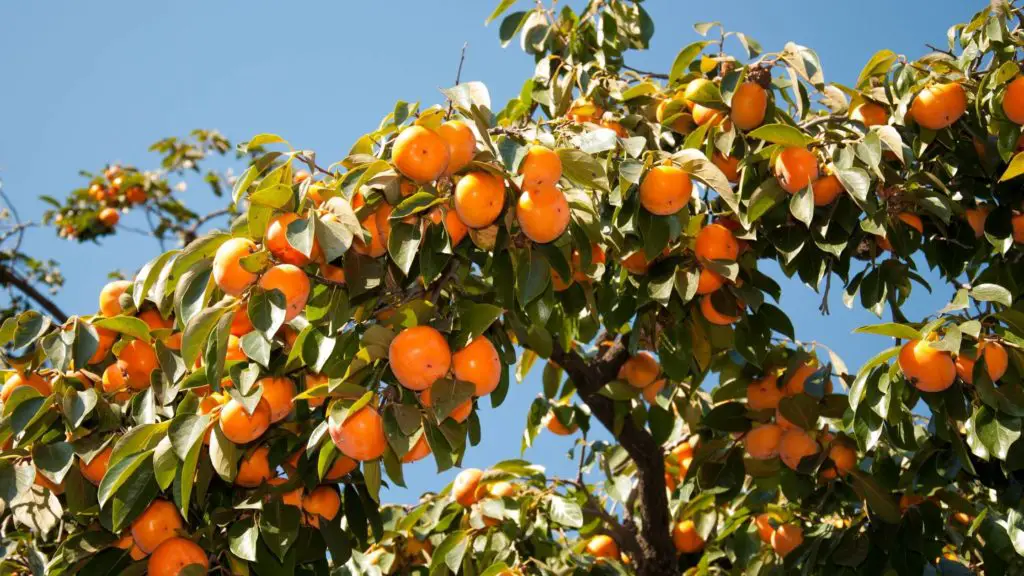 What are persimmons?