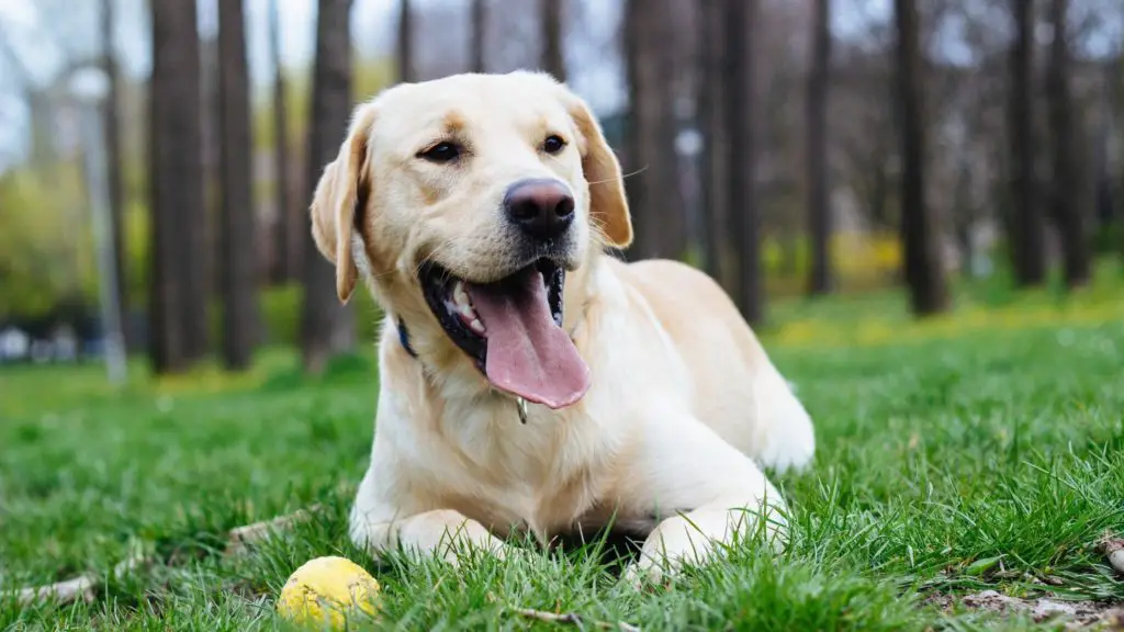 What are the health benefits of dogs eating jicama 4 Can Dogs Eat Jicama What are the health benefits of dogs eating jicama?