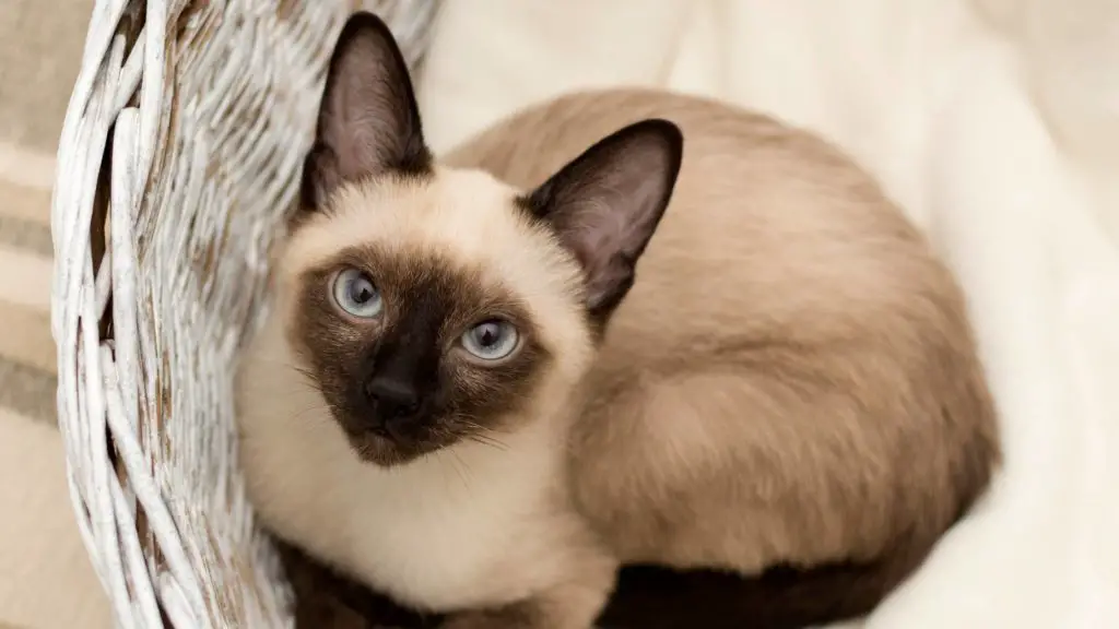 What breed of cat trills the most 3 cat trilling What breed of cat trills the most?