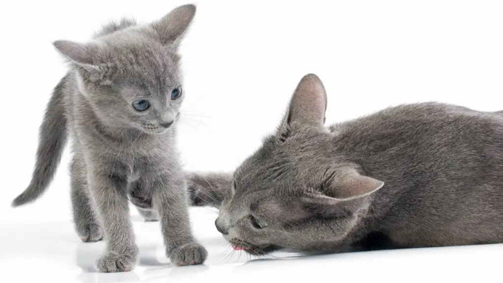 What does trilling between a mother and kitten mean?