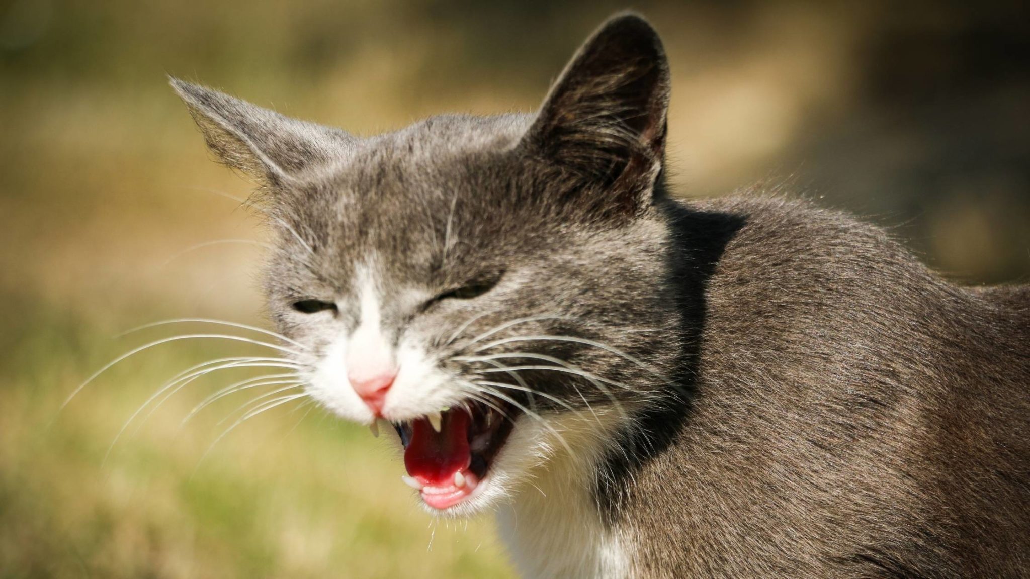 Cat Trilling Why Do Some Cats Trill and Others Don’t?