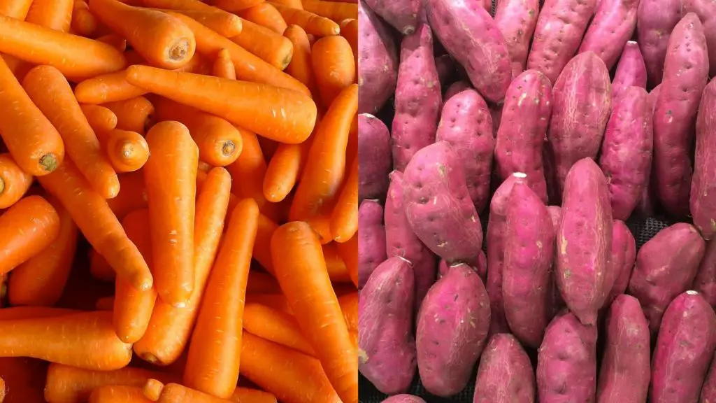 What other root vegetables are safe for dogs and which ones should be avoided 7 Can Dogs Eat Jicama What other root vegetables are safe for dogs and which ones should be avoided?