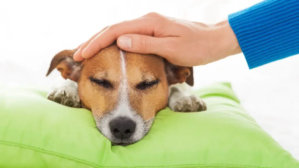 What will happen if your dog eats lunch meats 3 Can Dogs Eat Lunch Meat What will happen if your dog eats lunch meats?