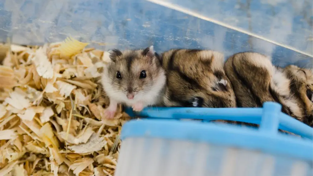 Which hamster cage is best to retain heat?
