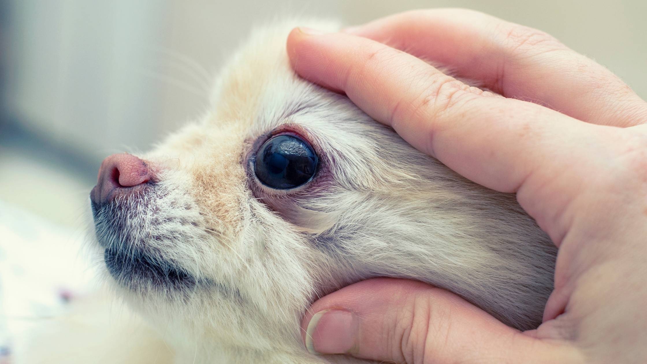 dog losing hair around eyes