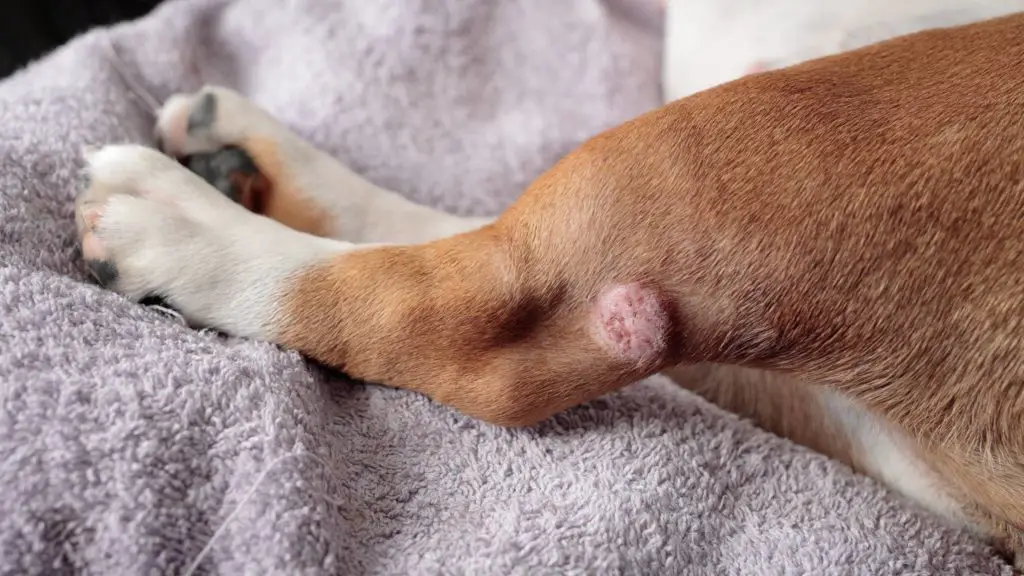 A problem of the skin 3 dog losing hair around eyes A problem of the skin