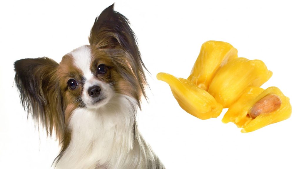 Can dogs eat jackfruit flesh?