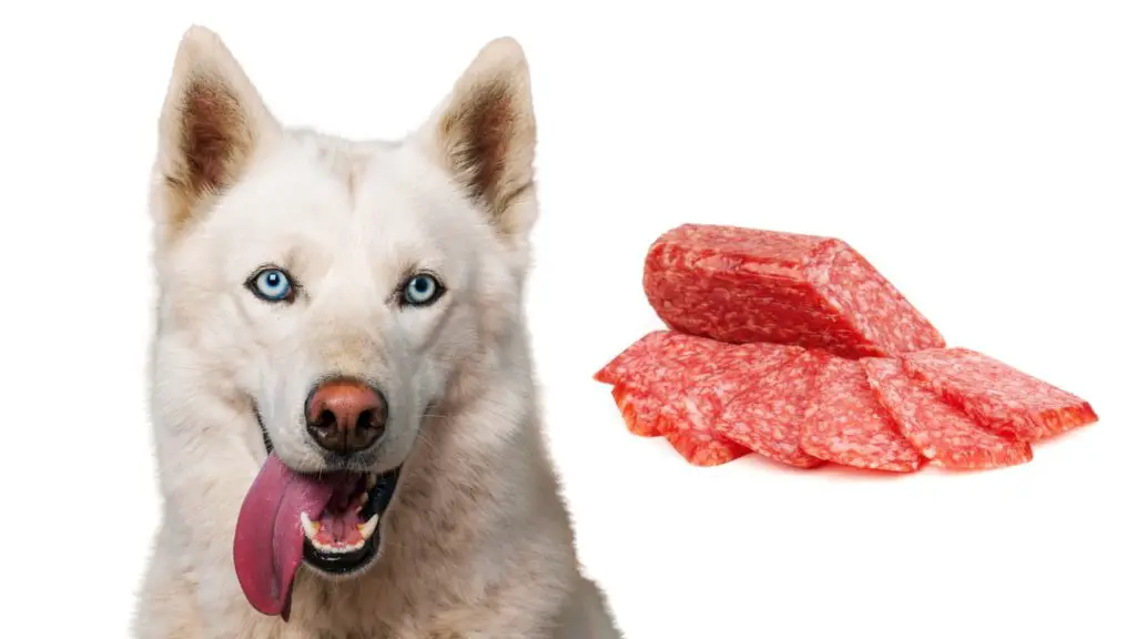 Can dogs eat salami?