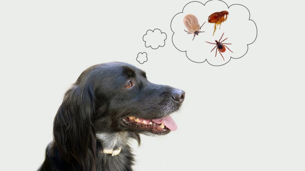 Can fleas cause hair loss around a dog’s eyes?