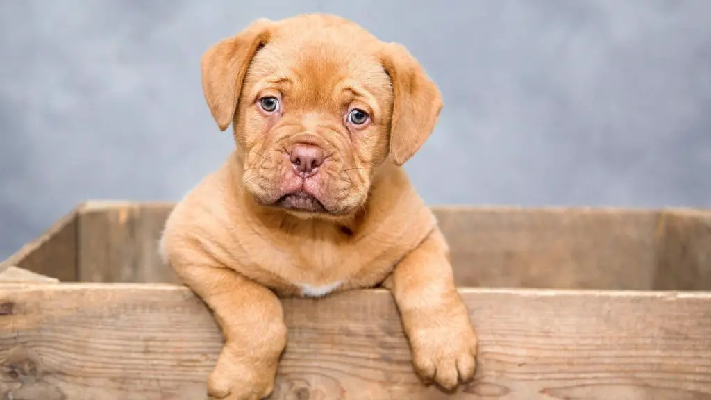 Can puppies lose hair around their eyes?