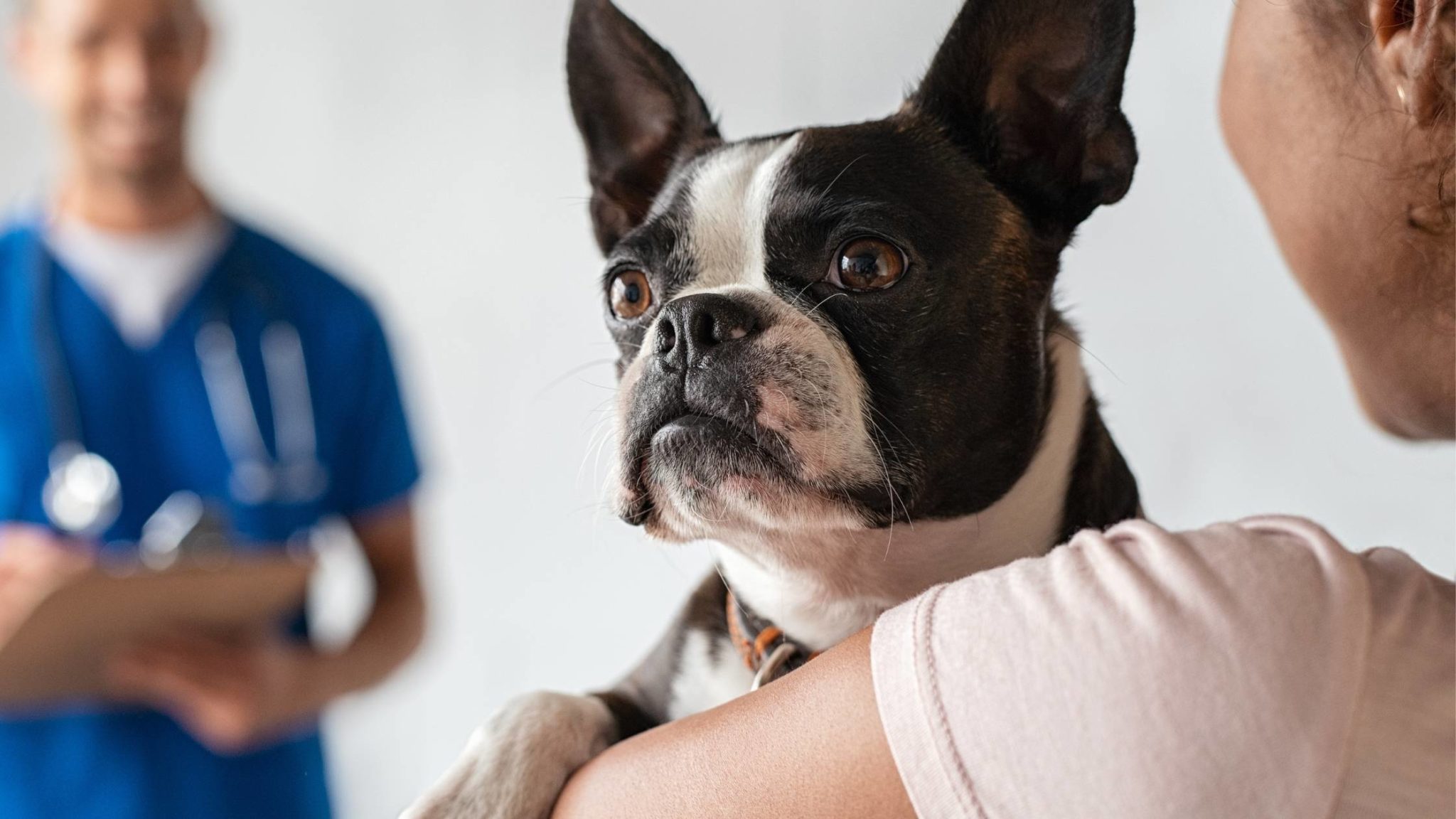 Can Dogs Eat Jackfruit? Is it Safe?