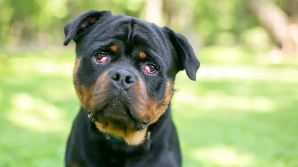 What is cherry eye and does it cause dogs to lose hair around their eyes?